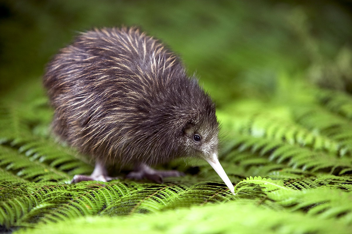 Kiwi: il simbolo nazionale.